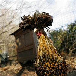 The 6 Silliest Arguments Against Backyard Chickens