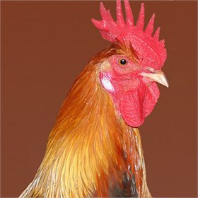 More on Keeping Multiple Roosters