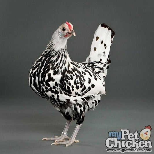 Microflock: Top 7 Pet Chicken Breed Choices