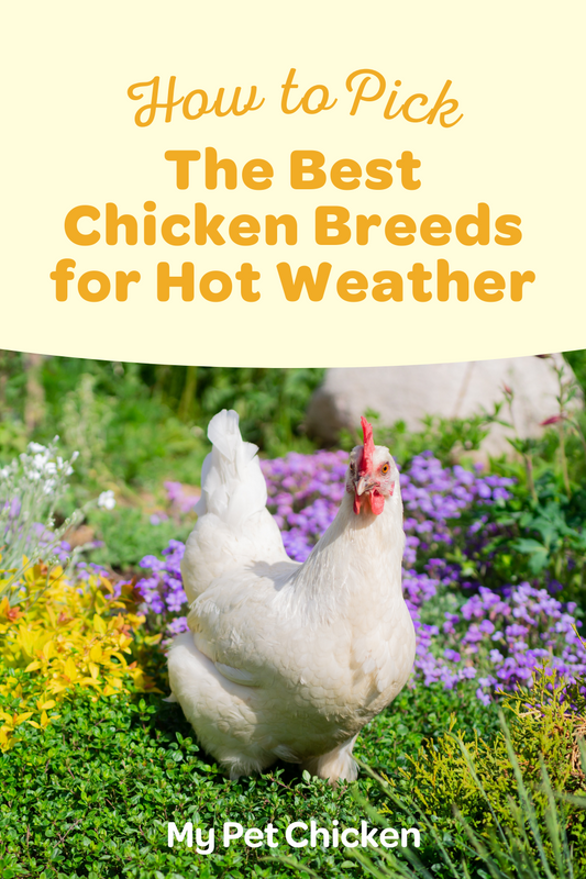 Top Chicken Breeds for Hot Weather