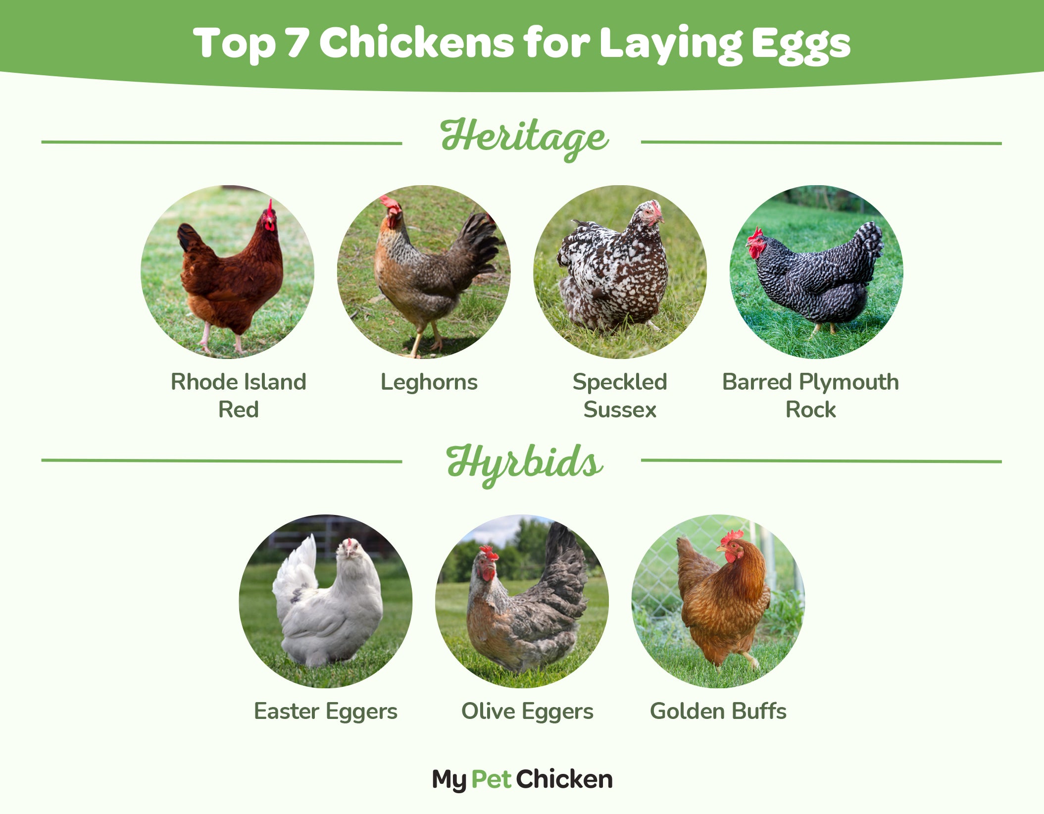 Top 7 Chickens for Laying Eggs: Hybrid Breeds Vs. Heritage Breeds - My Pet  Chicken