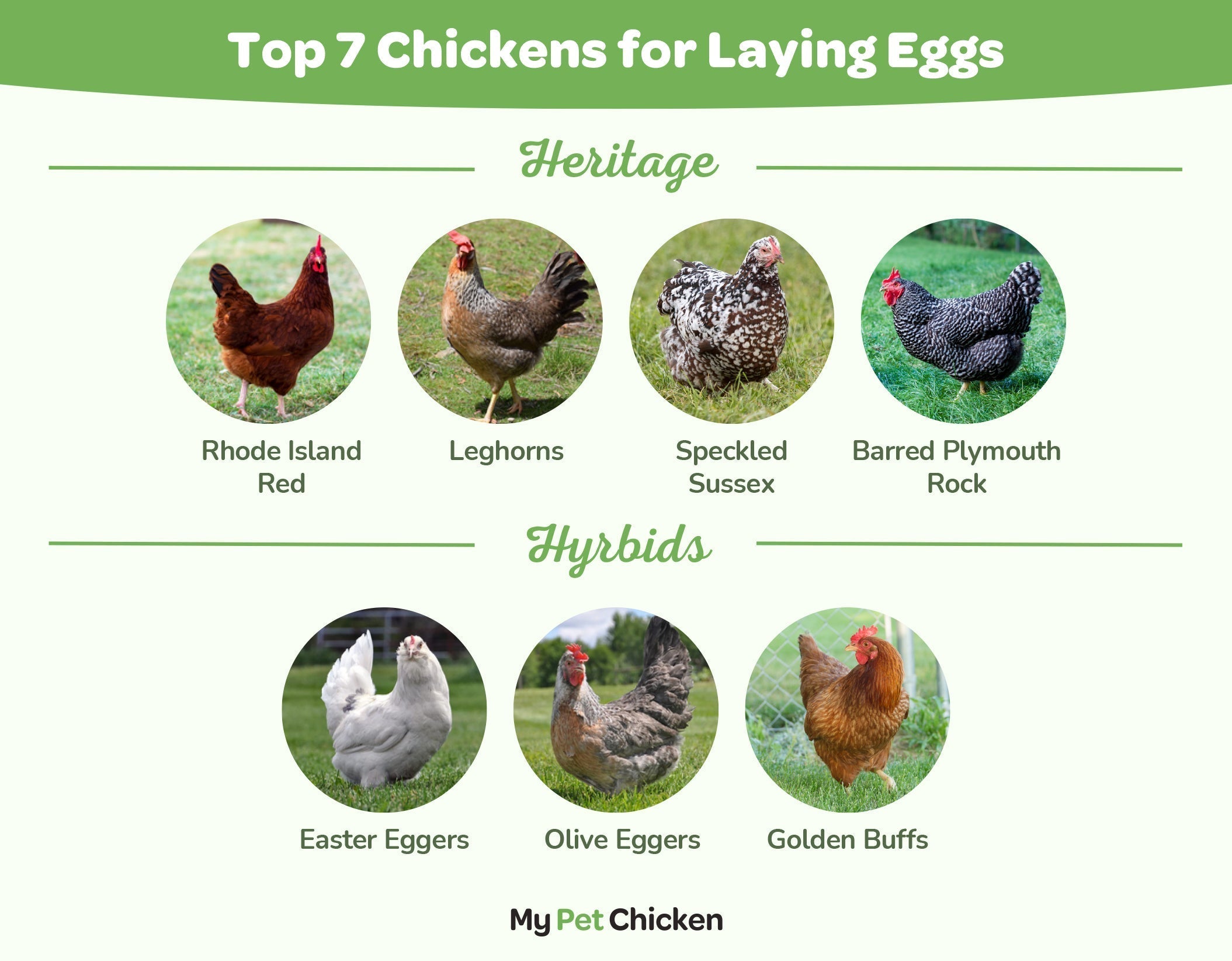 Top 7 Chickens for Laying Eggs: Hybrid Breeds Vs. Heritage Breeds