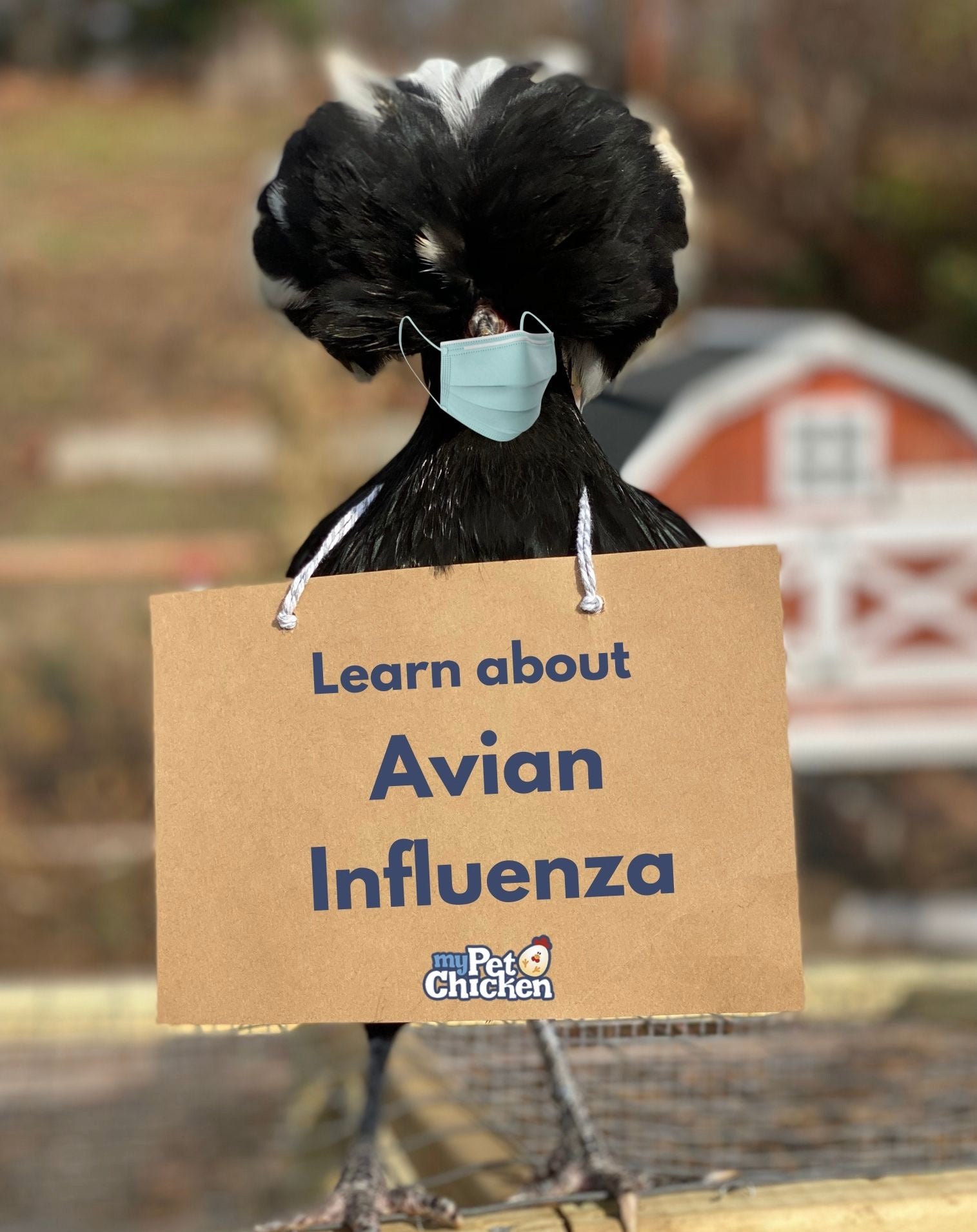 Avian Influenza is here: 5 takeaways