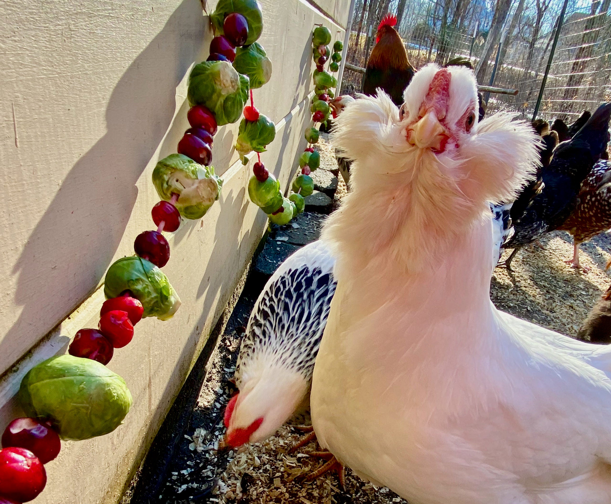 DIY Christmas Garland for your Pet Chickens
