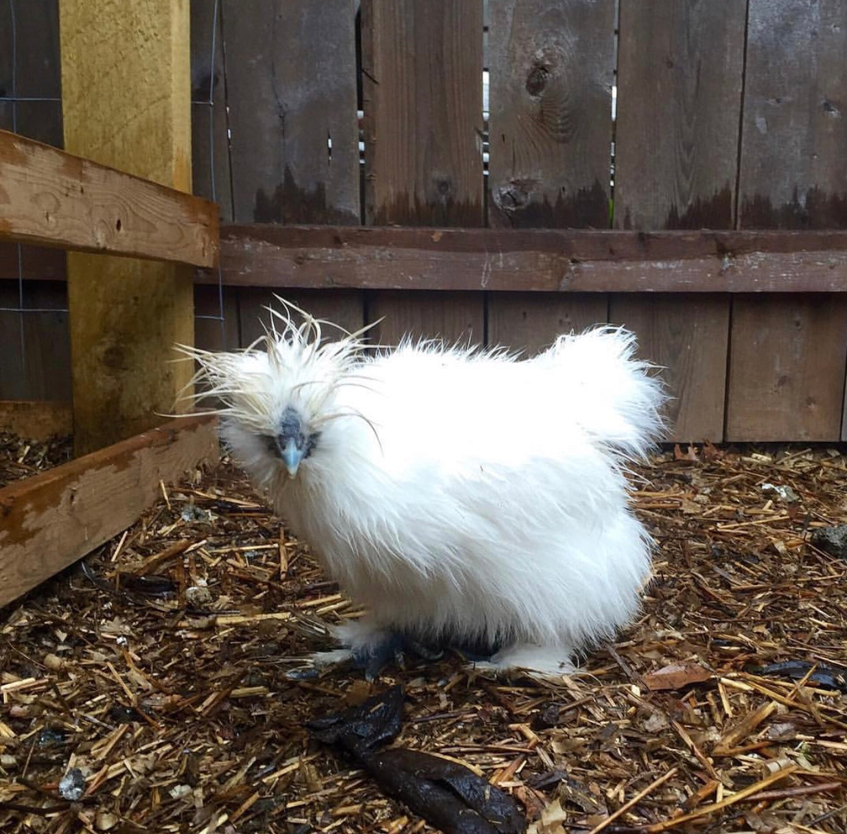Why chickens don't come in out of the rain