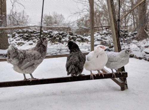 How To Keep Chickens Warm in Winter: 7 Ways to Help Your Flock.