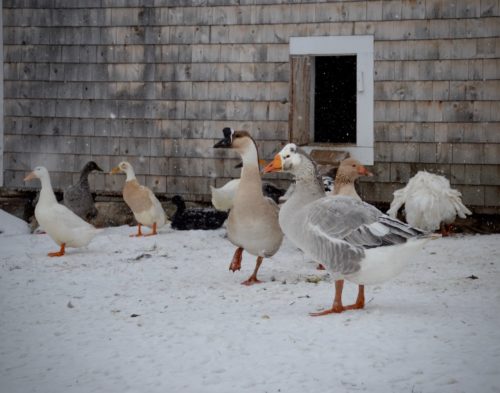 Keeping Geese in Winter: Top 3 Tips