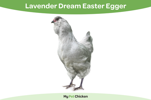 Lavender Dream Easter Egger: The Rare Beauty Your Flock Deserves