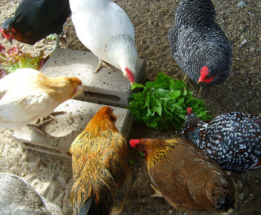 How Fresh Greens Improve Egg Quality in Backyard Chickens