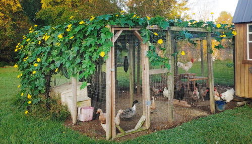 Chicken Run Ideas: Growing Luffa as a Simple Shade and Wind Block