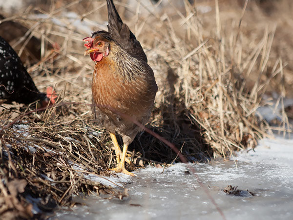 Cold weather chickens - 8 things NOT to do to in winter