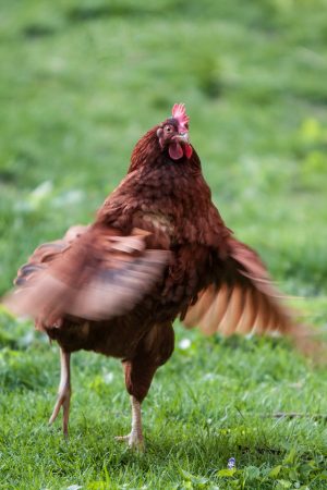 Top 4 causes of feather picking in the home flock