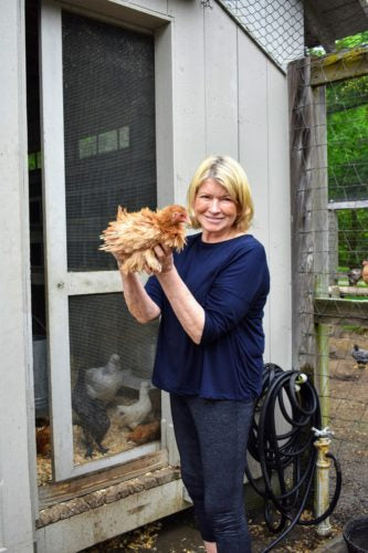 Rare Chicken Breeds for Martha Stewart - 2018