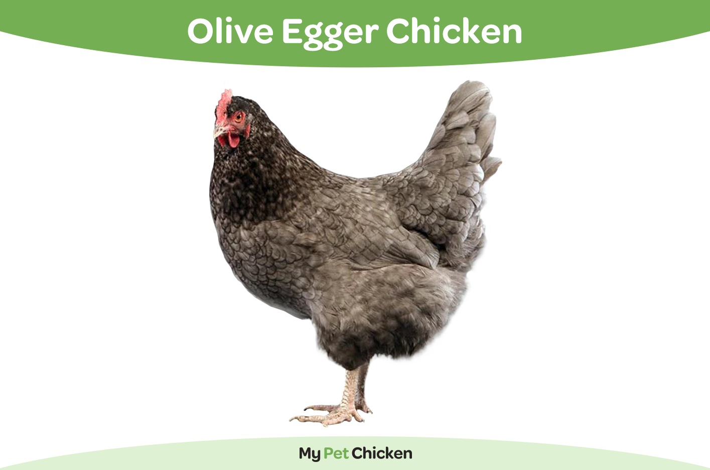 Olive Egger chicken breed