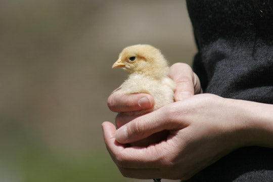Salmonella, the CDC, and Handling Pet Chickens