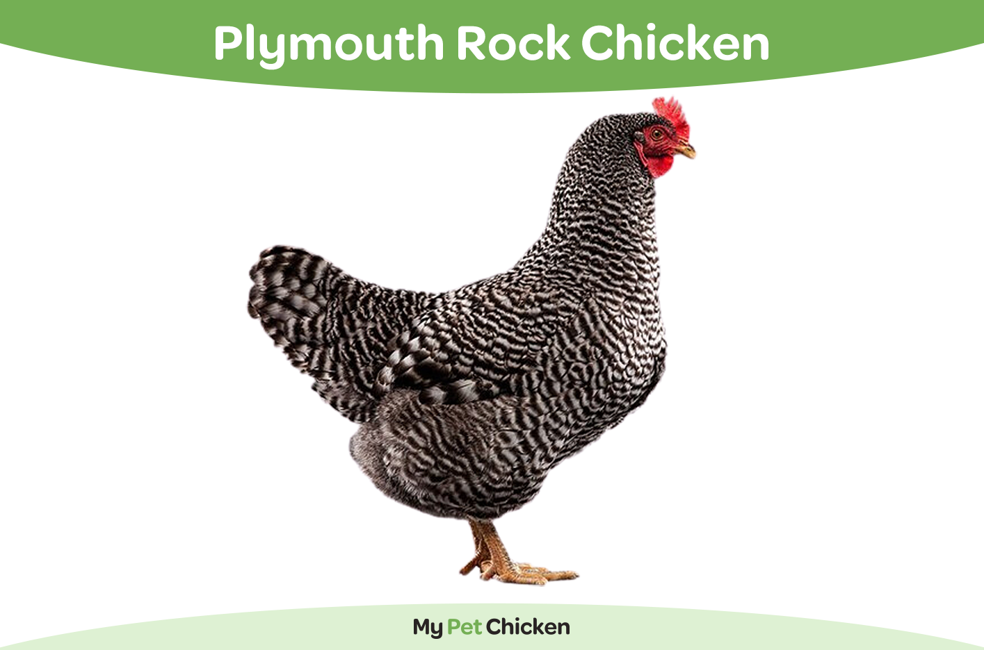 Barred Plymouth Rock chicken