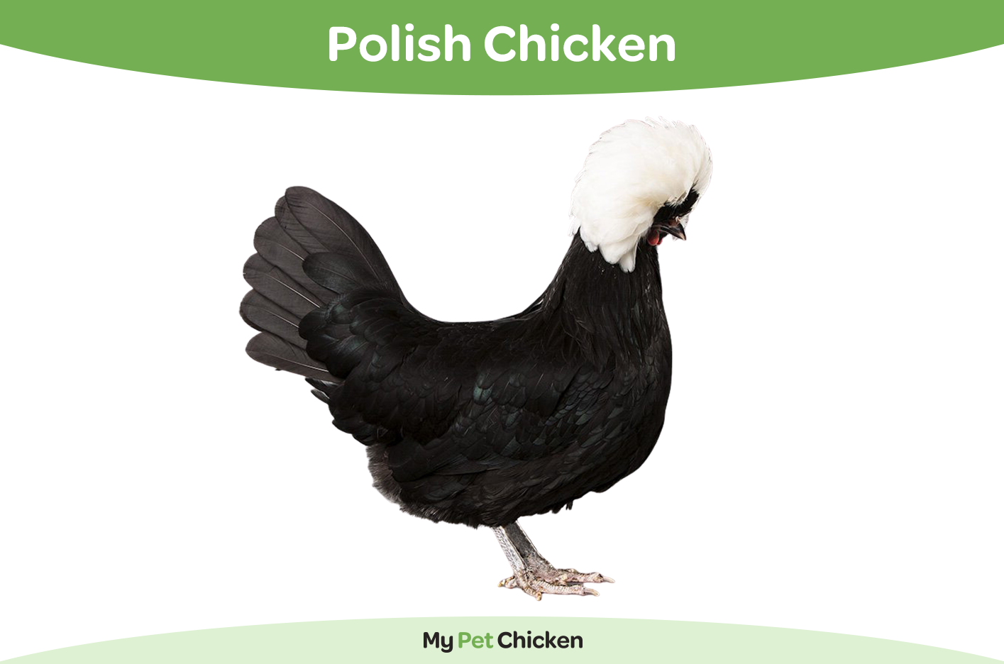 Polish Chicken Breed: The Complete Guide - My Pet Chicken