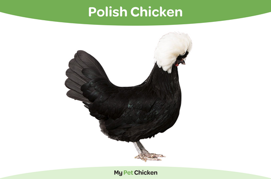 White Crested Black Polish Chicken Breed