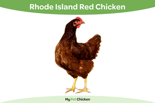 Rhode Island Red chicken breed