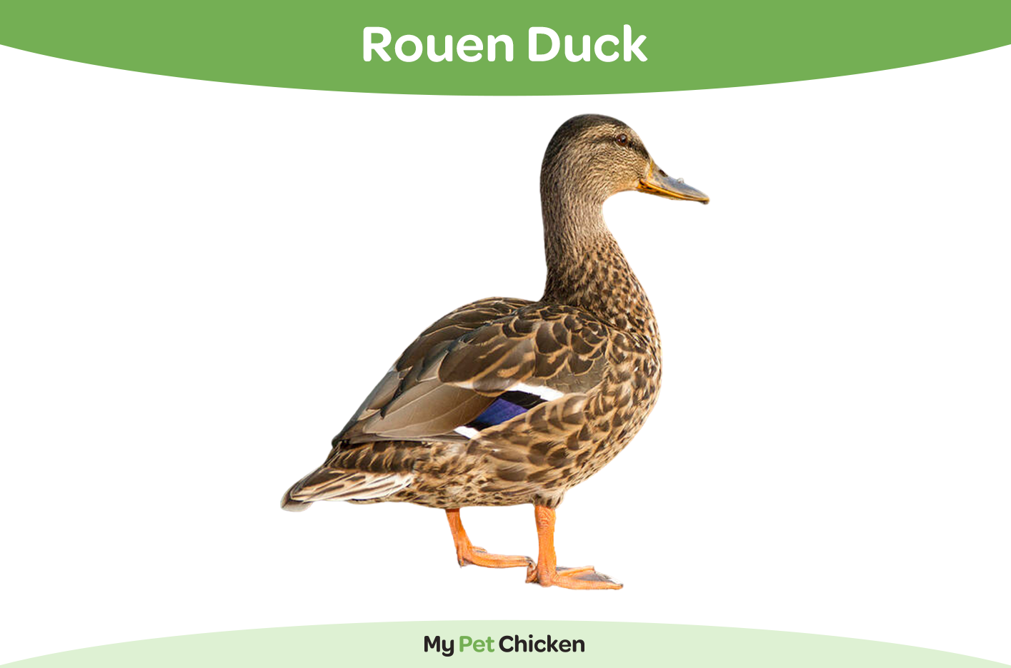 Rouen duck
