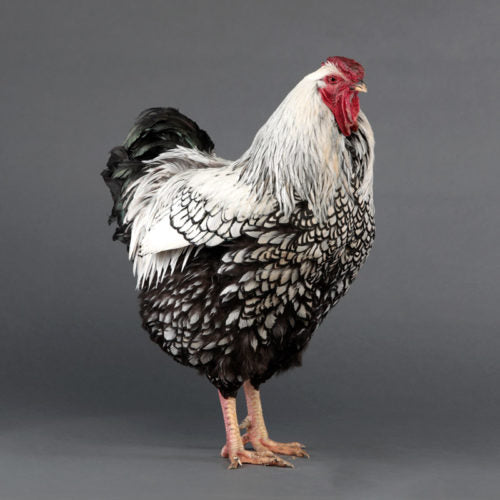 5 rules for keeping multiple roosters