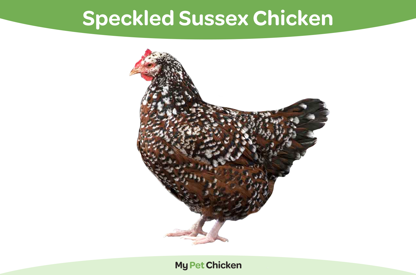 Speckled Sussex chicken