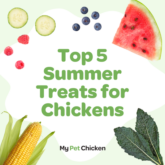 Top Five Summer Treats for Chickens to Keep Your Flock Cool and Happy