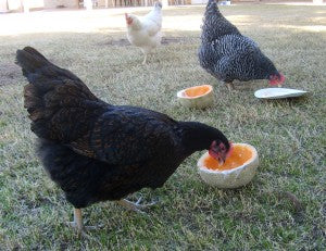Healthy Chicken Treats and What Not to Give Your Flock