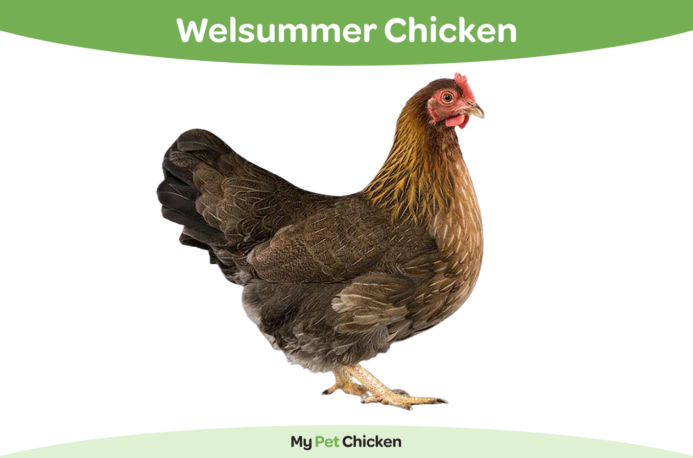 Welsummer chicken 
