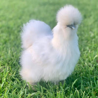 Friendliest Chicken Breeds - Top 10 of 2022 - My Pet Chicken