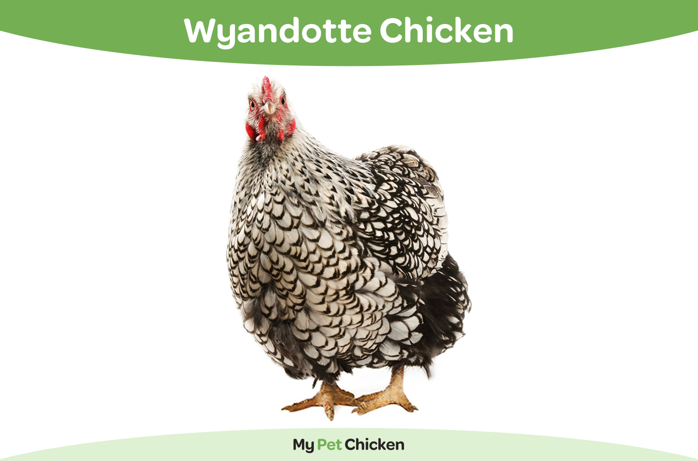 Wyandotte chicken 