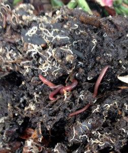 Part 2: Raising worms to feed your chickens