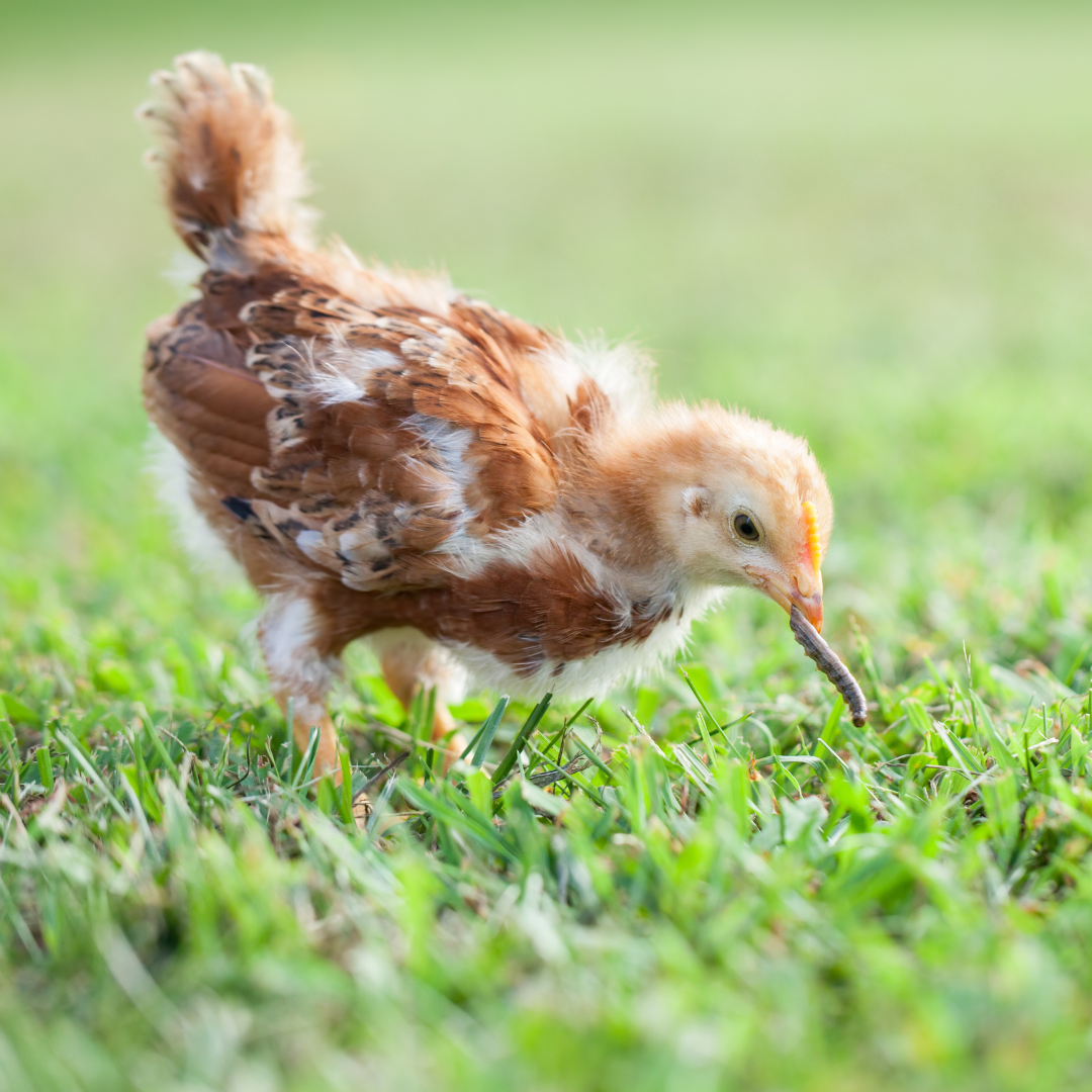 Baby chick easts a worm treat