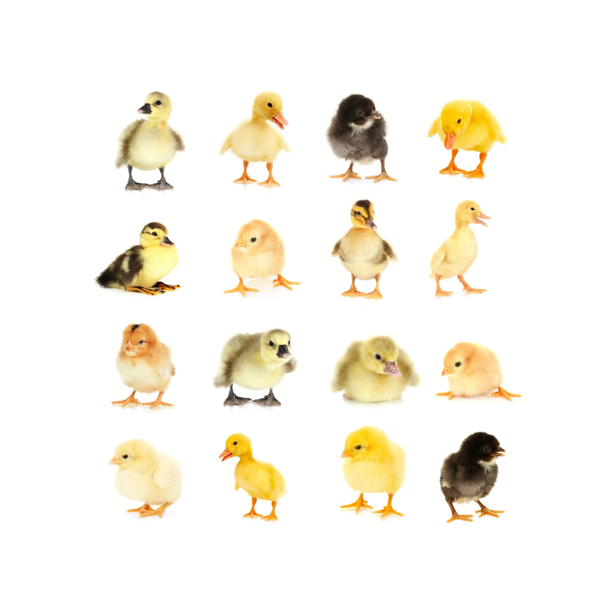 You can identify some baby chicks, ducks, and geese by the colored bands on their legs.