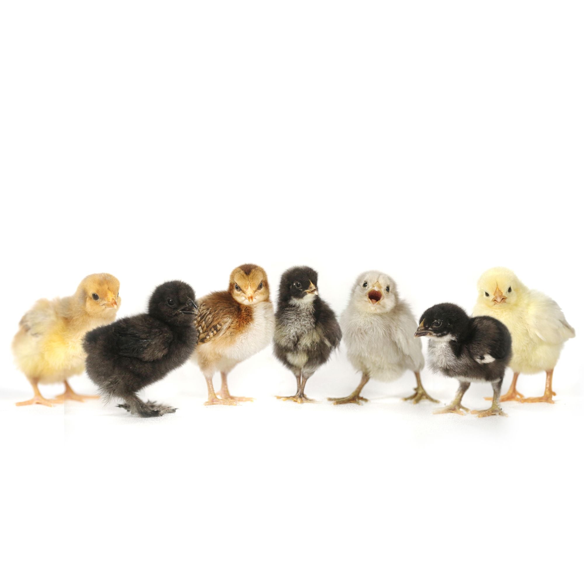 If your selected breeds don't hatch out as expected, look out for a call or email from us. 