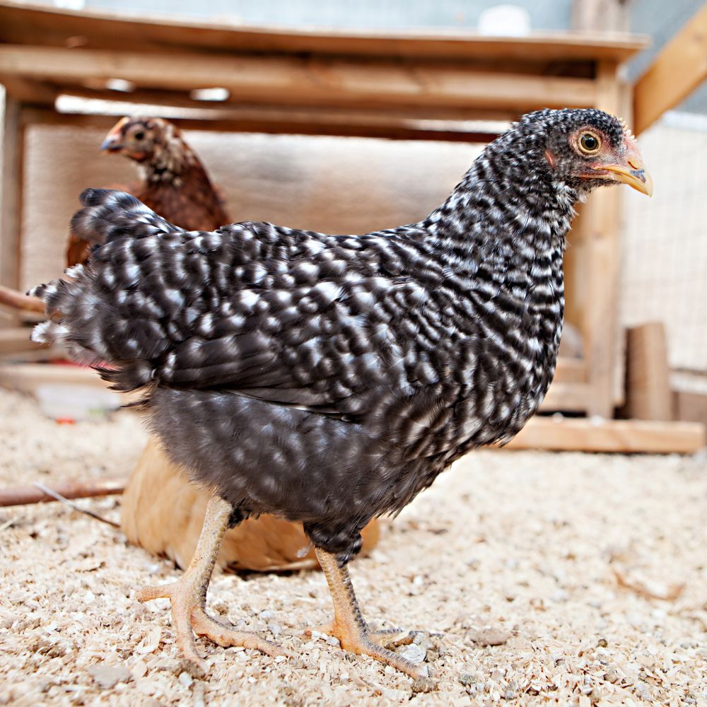 Learn about the pros of ordering started chicken pullets 