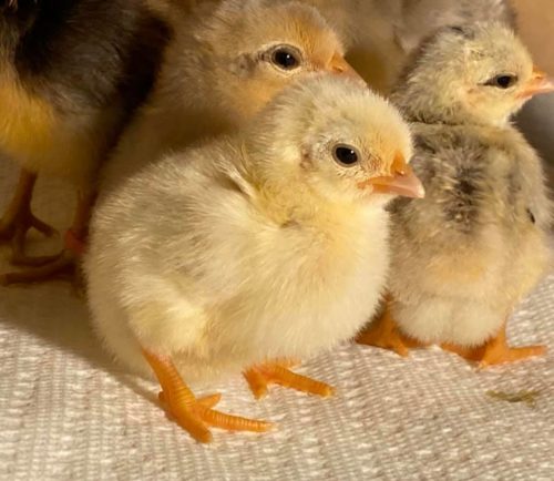 Can baby chicks get too much chick grit?