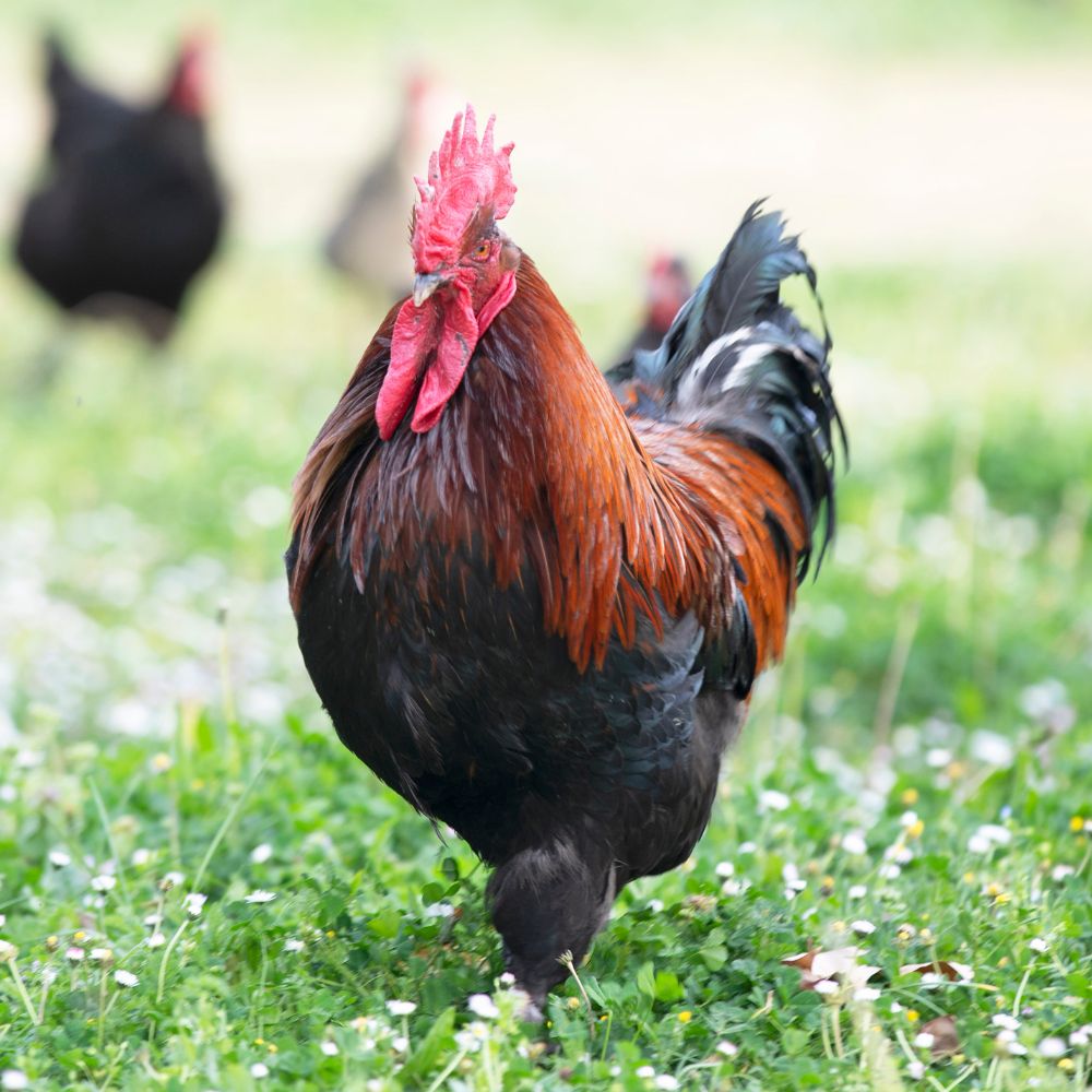 How can I tell if my juvenile bird is a rooster? - My Pet Chicken