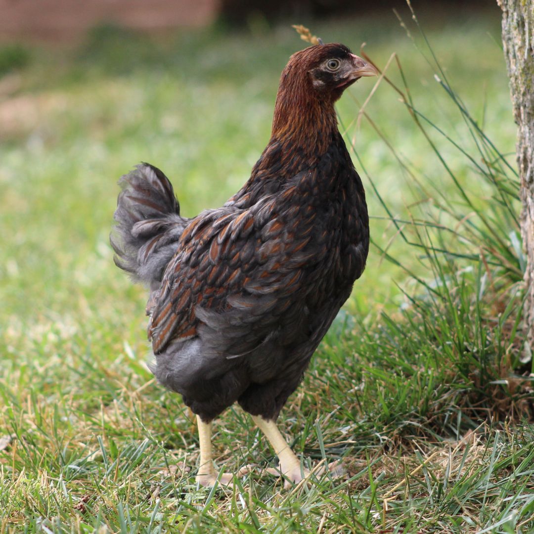 Can I cancel or change my order for juvenile 6 week old chickens (started pullets)?