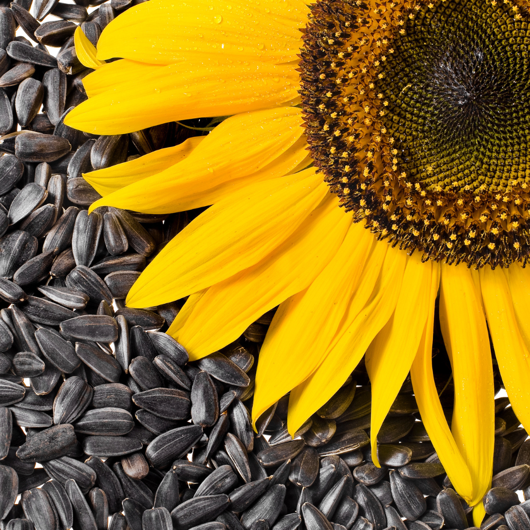 Black Oil Sunflower Seeds and Flower