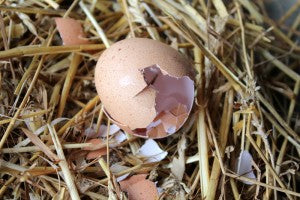 Egg eating hens - 5 ways to deal