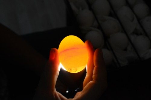 5 Reasons to Reduce Your Egg Candling