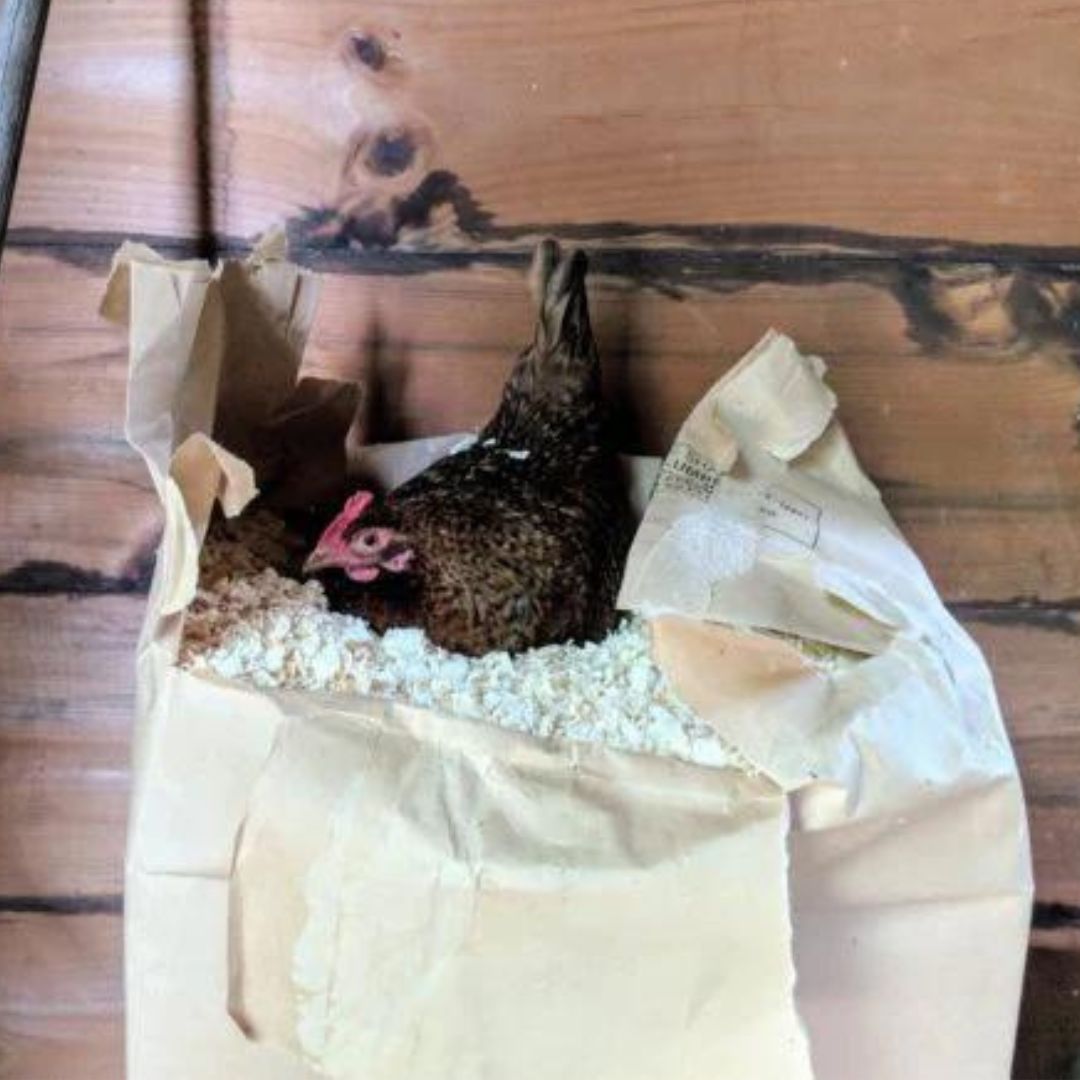 Commonly, hens don't lay in their nesting boxes