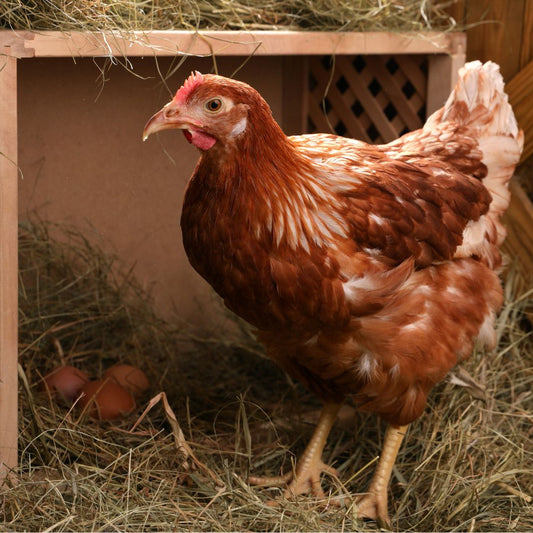 A Chicken stands next to a nest box - ready to lay it's first egg