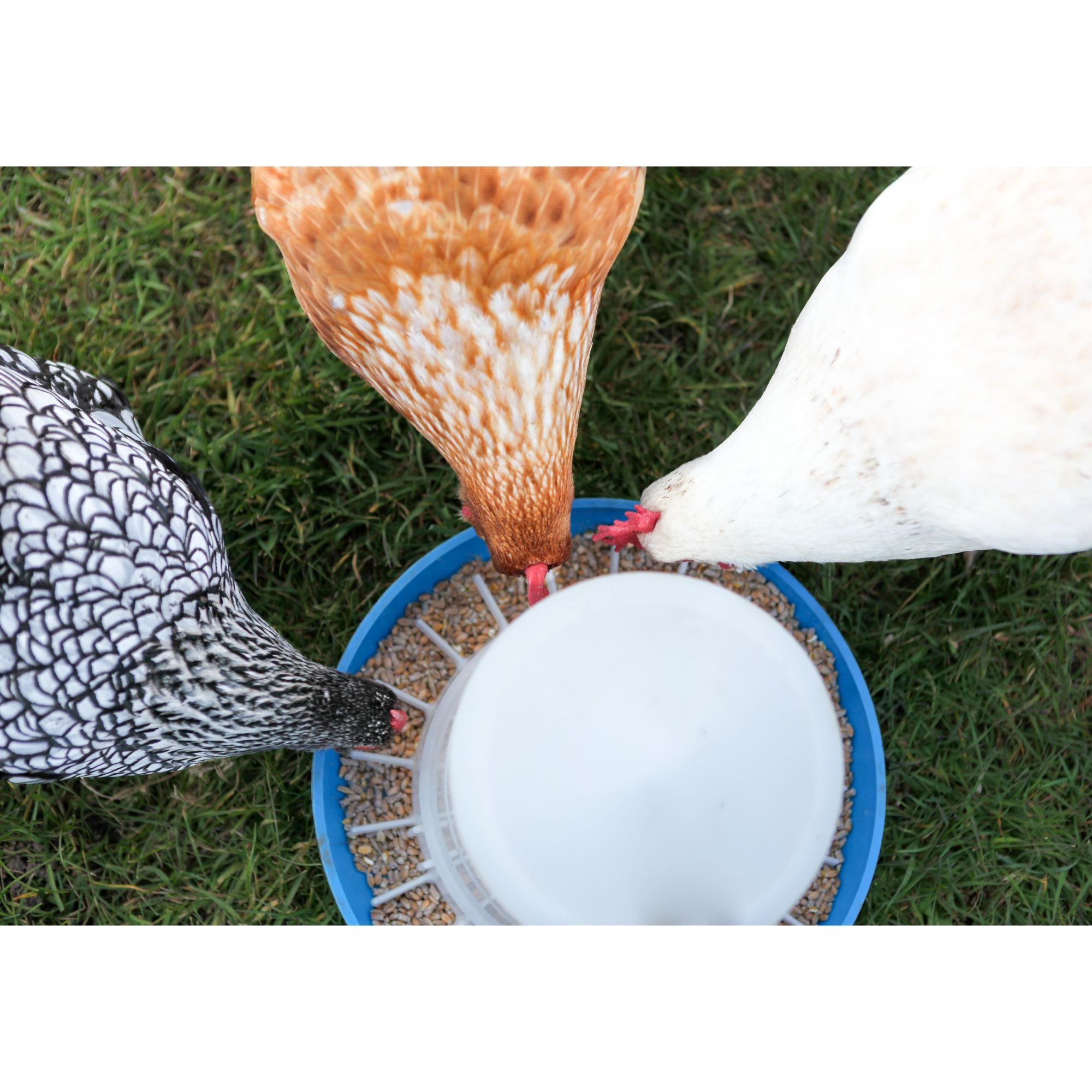 Chicken feeders and waterers can be placed either in or outside the coop