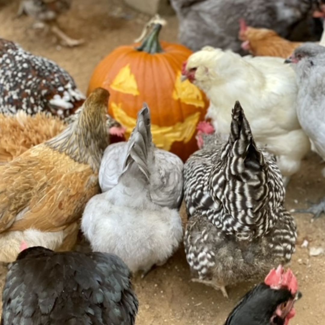 Yes, chickens can eat pumpkins. There are many health benefits!