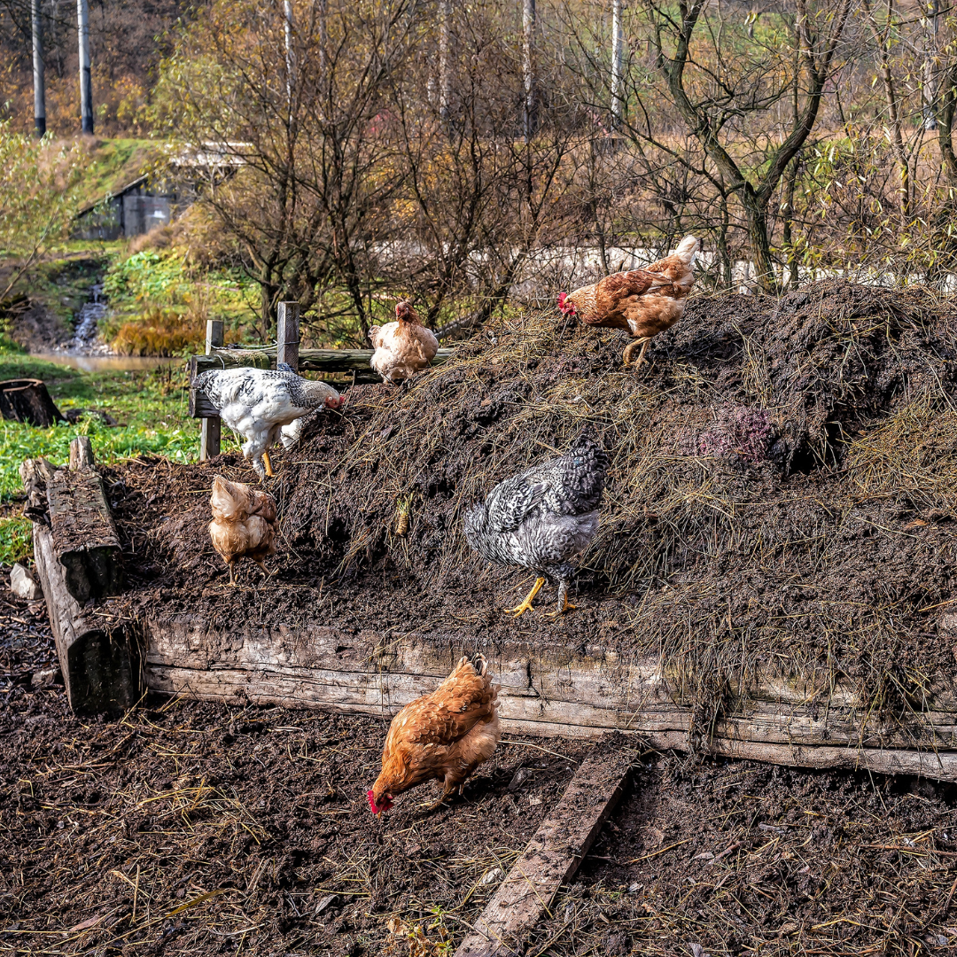 Chickens scratching and pecking in a compost pile