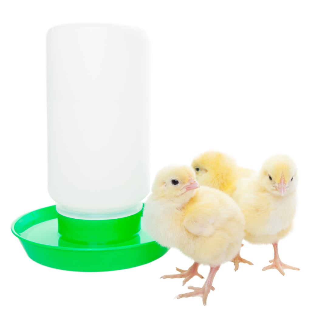 Learn about if you shuold give your shipped chicks vitamins and electrolytes when they arrive. 
