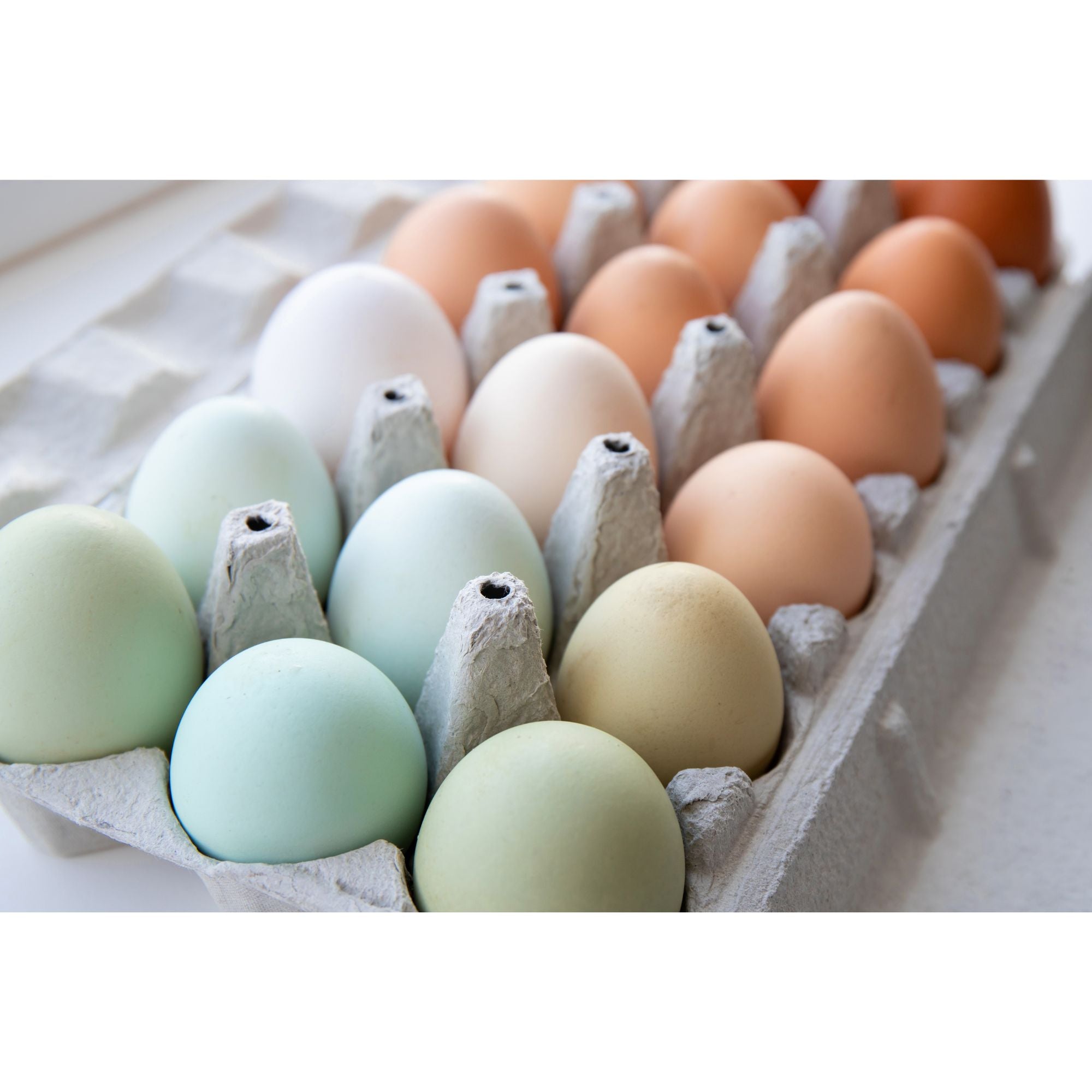 The color of egg a chicken lays depends on what breed it is. 