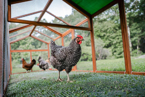 How much space should my chickens have in their run?